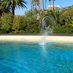 3/8/2016 - Dolphin Flip