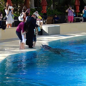 3/8/2016 - Dolphin Encounter