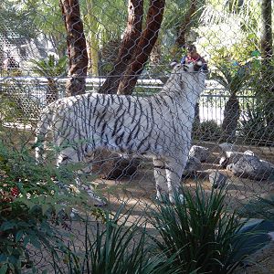 3/8/2016 - White Tiger