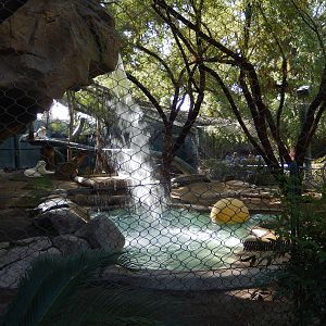 3/8/2016 - First White Tiger Exhibit