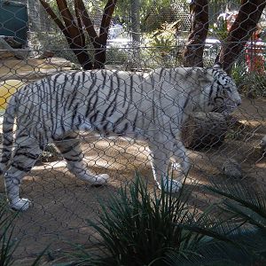 3/8/2016 - White Tiger