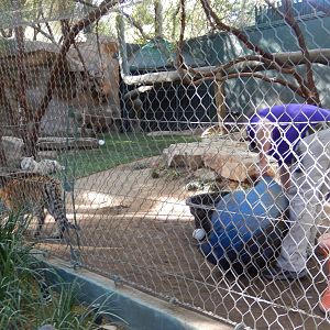 3/8/2016 - Bengal Tiger Cubs and Keeper
