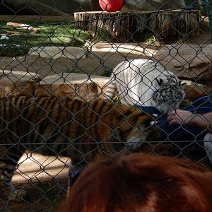 3/8/2016 - Bengal Tiger Cubs and Keeper