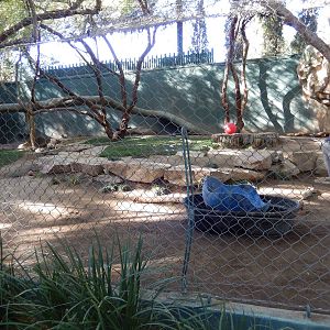 3/8/2016 - Bengal Tiger Cub Exhibit