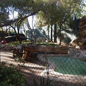 3/8/2016 - Second White Tiger Exhibit
