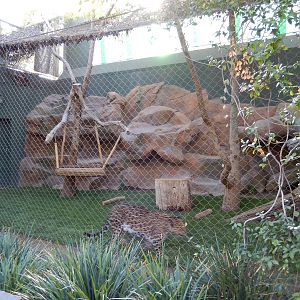 3/8/2016 - Leopard Exhibit