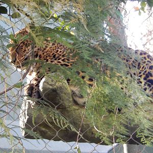 3/8/2016 - Dozing Leopard