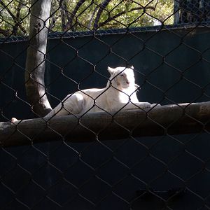 3/8/2016 - Snow White Tiger