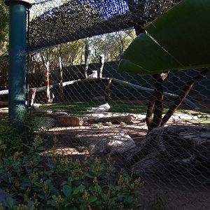 3/8/2016 - First White Tiger Exhibit