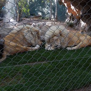 3/8/2016 - Dozing the Day Away