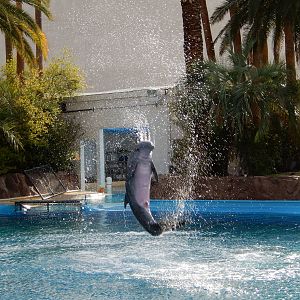 3/8/2016 - "Sitting" Dolphin