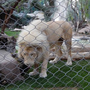 3/8/2016 - White Lion