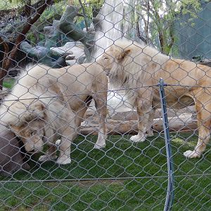 3/8/2016 - White Lions