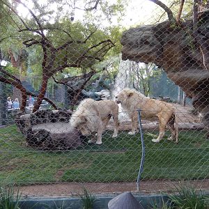 3/8/2016 - White Lion Exhibit