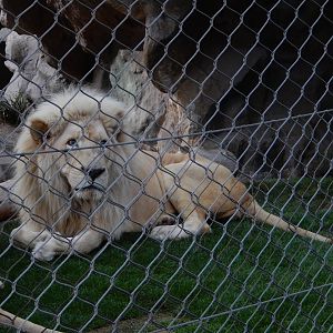 3/8/2016 - White Lion