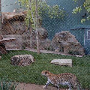 3/8/2016 - Second Leopard Exhibit