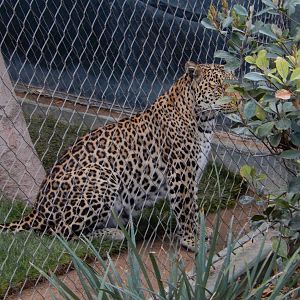 3/8/2016 - Leopard