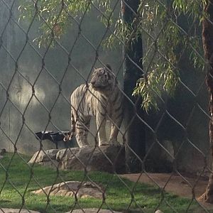 3/8/2016 - White Tiger