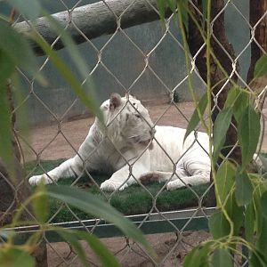 3/8/2016 - Snow White Tiger