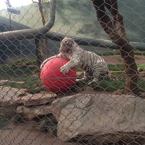 3/8/2016 - White Tiger "Having a Ball"