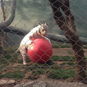 3/8/2016 - White Tiger "Having a Ball"