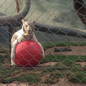 3/8/2016 - This is MY Ball!