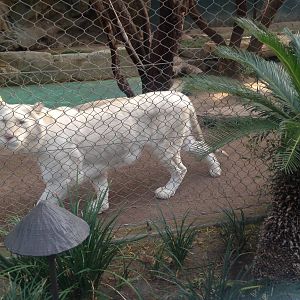 3/8/2016 - Snow White Tiger