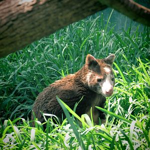 Matshies Tree Kangaroo