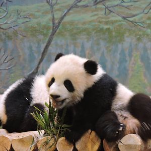 Panda Cub - Jia Panpan