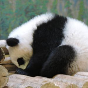 Panda Cub - Jia Yueyue