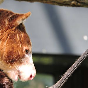 Tree Kangaroo - Harrington