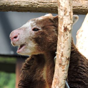 Tree Kangaroo - Harrington