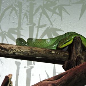 Red Tailed Green Rat Snake