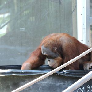 Orangutan - Budi