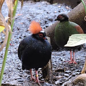 Crested Wood Partidge