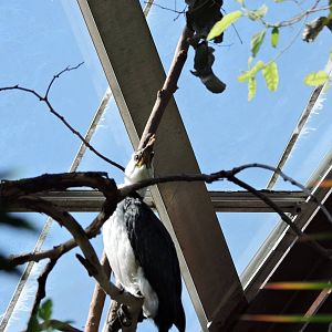 Little Pied Cormorant