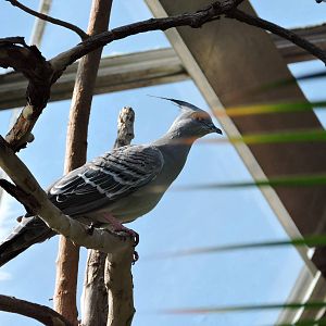 Crested Pigeon