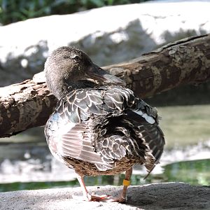 New Zealand Shoveler