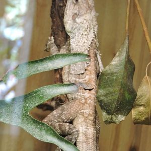 Frilled Lizard