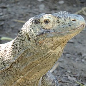 Komodo Dragon - Kiki