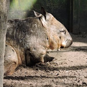 Wombat - Matilba