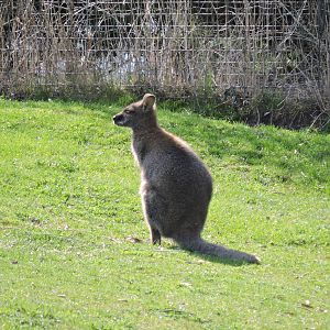 Wallaby