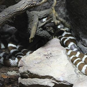 California kingsnake