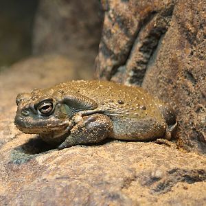 Colorado toad
