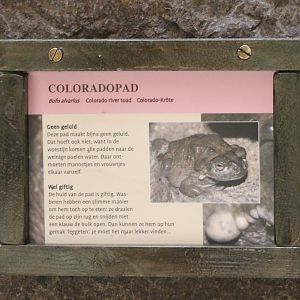 Sign Colorado toad
