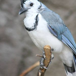White-throated magpie-jay