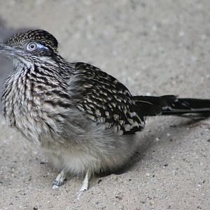 Roadrunner