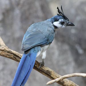 White-throated magpie-jay