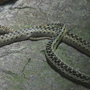 Gopher snake