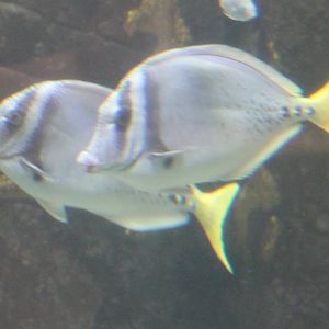 Cortez surgeonfish